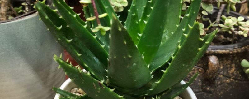 不夜城芦荟能扦插吗，扦插的方法