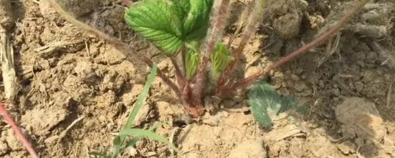 怎样推断草莓苗要浇水了