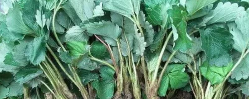 草莓叶子蔫了是不是就是种不活了