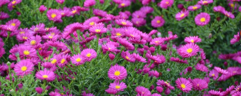 紫色雏菊能送人吗