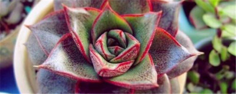 大和锦怎么养长得好