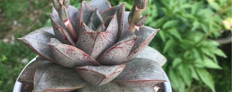 大和锦多肉怎么养