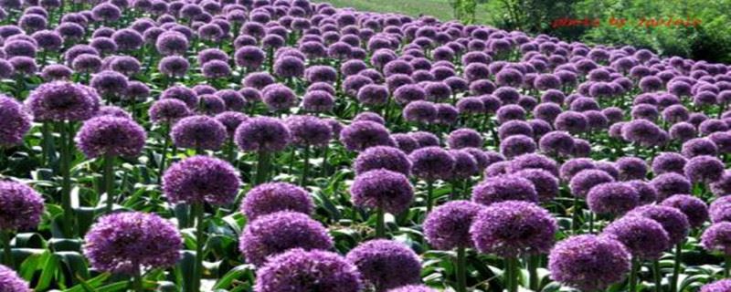 大花葱刚买回来怎么处理