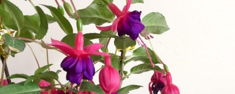 刚买回来的倒挂金钟怎么养，叶子蔫了怎么办