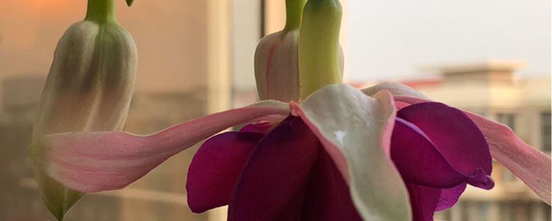 倒挂金钟对土壤的要求，换盆时要换土吗