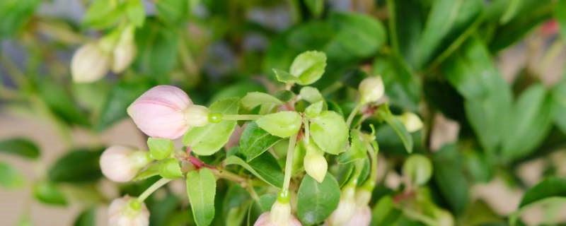 倒挂金钟叶子卷曲怎么办，叶子卷曲的原因