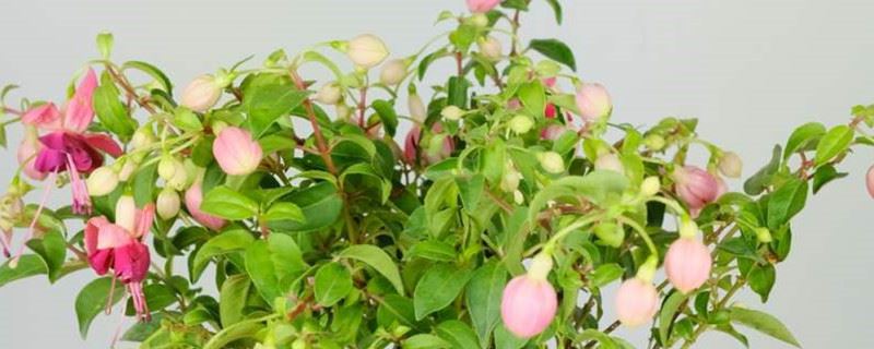 倒挂金钟喜阴还是喜阳