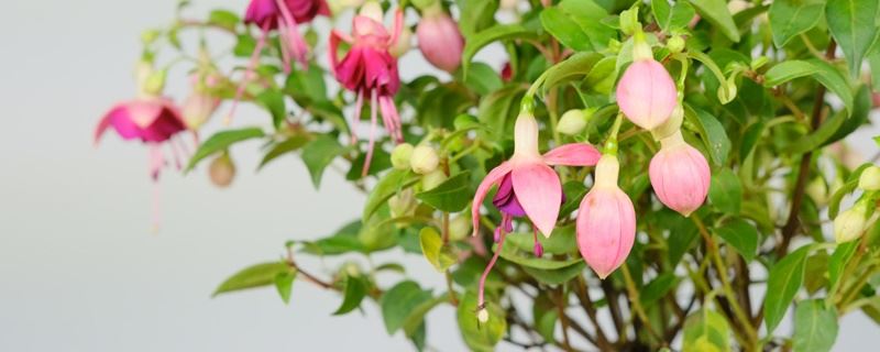 倒挂金钟的花语和寓意