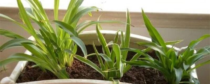 吊兰叶子卷起来是什么原因，卷叶怎么办