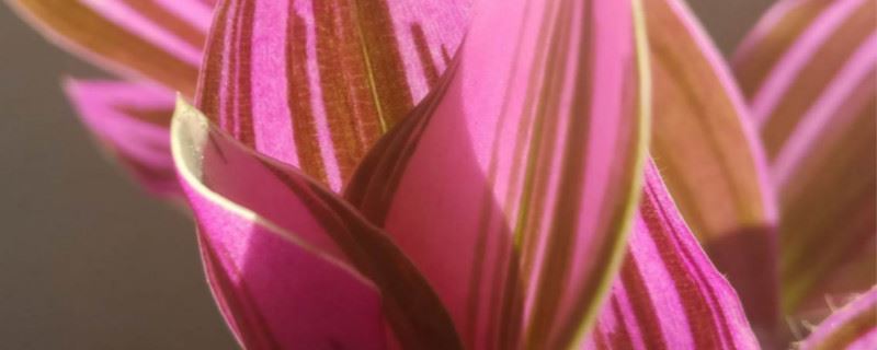 油画吊兰怎么养才能更旺盛