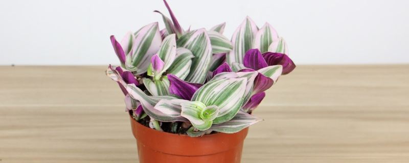 婚礼油画吊兰养殖方法，可以过冬吗