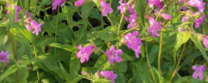 钓钟柳的种植方法