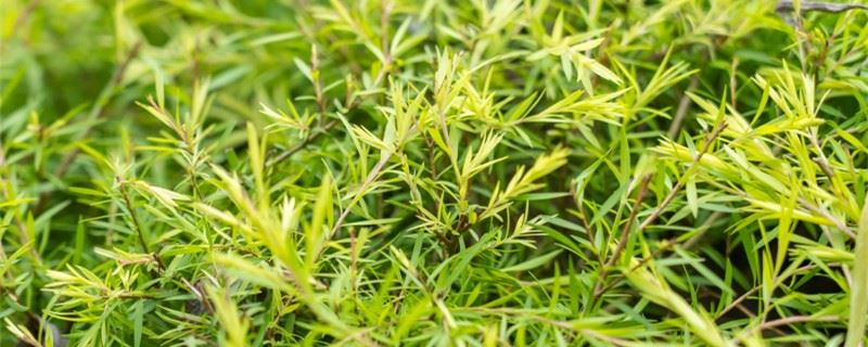 地肤是什么植物，又叫什么