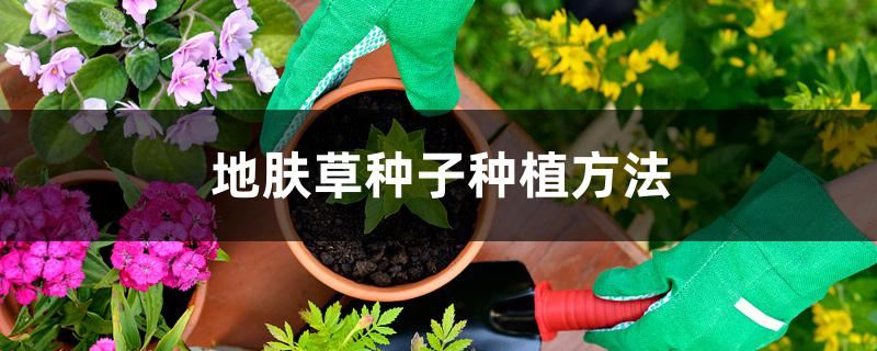 地肤草种子种植方法