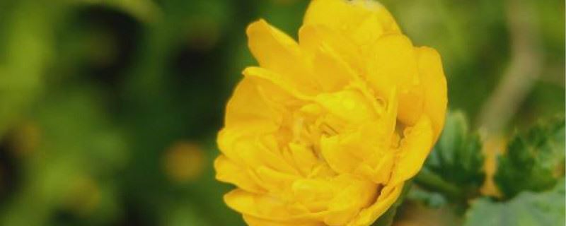 棣棠花的扦插方法和时间