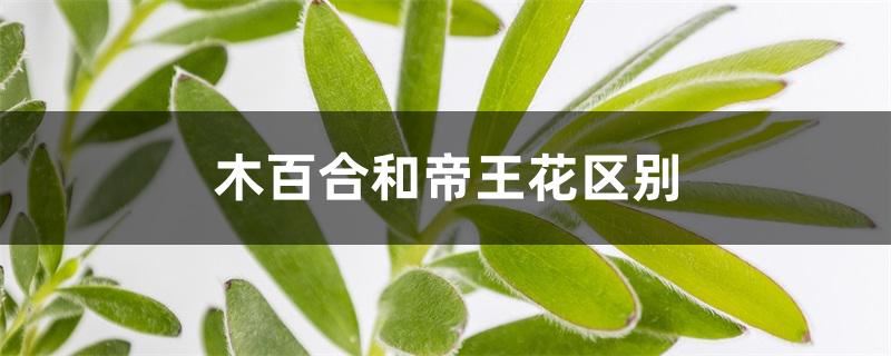 木百合和帝王花区别
