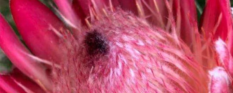 帝王花适合送什么人