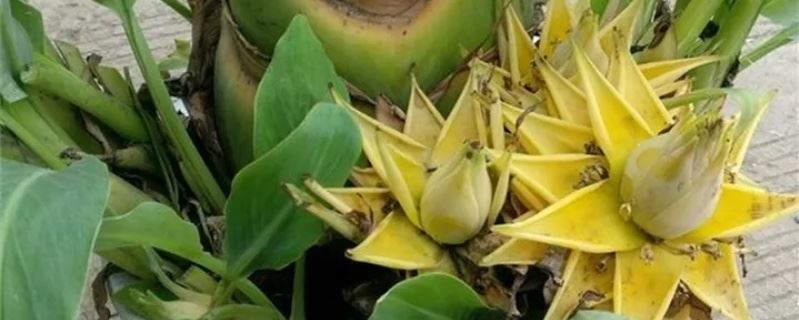 地涌金莲花的养殖方法，花后怎么处理