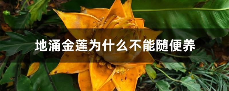 地涌金莲为什么不能随便养