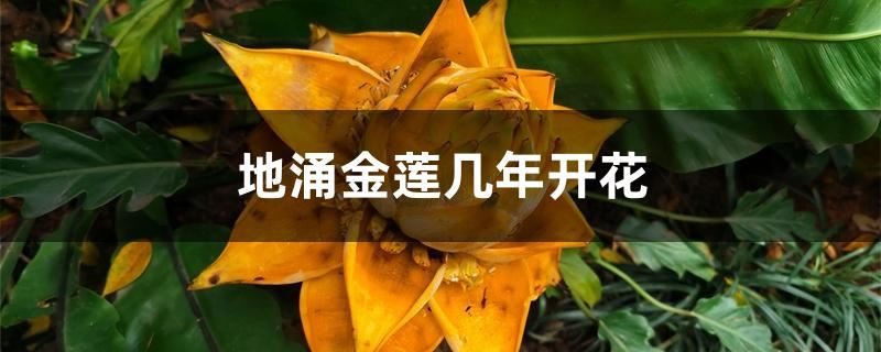 地涌金莲几年开花