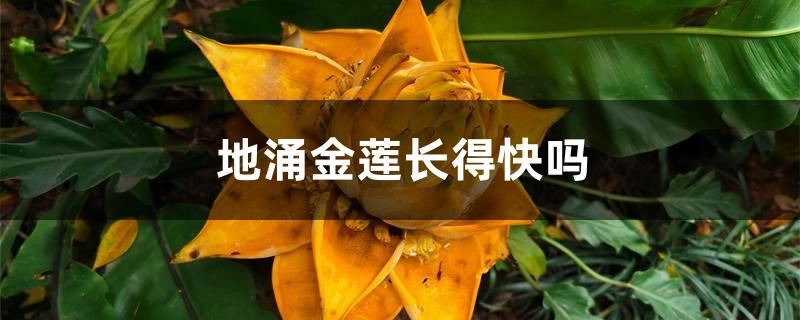 地涌金莲长得快吗