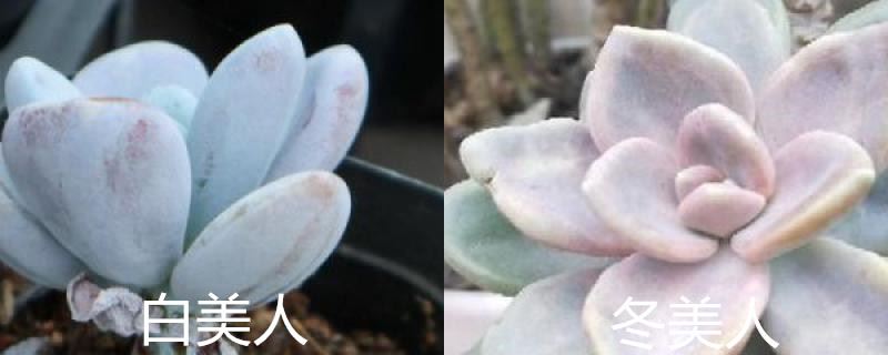 白美人和冬美人区别，为什么叫冬美人