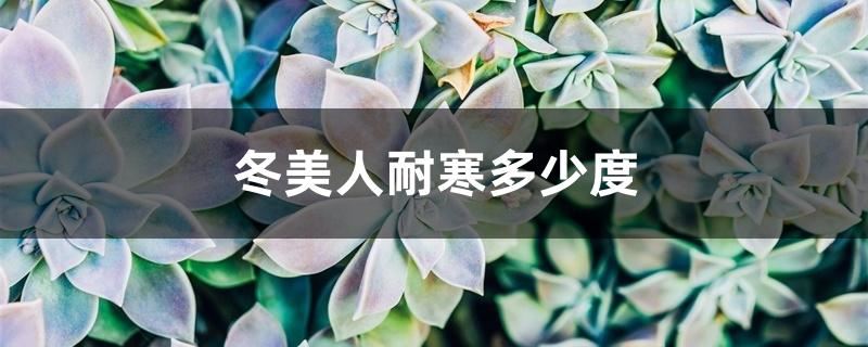 冬美人耐寒多少度
