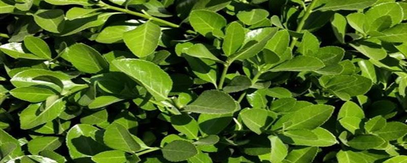 冬青树叶子都发白了是怎么回事，叶子发白怎么办