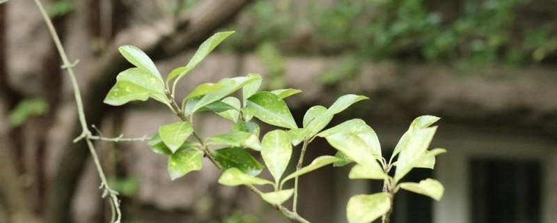 冬青的花语和寓意，基本介绍