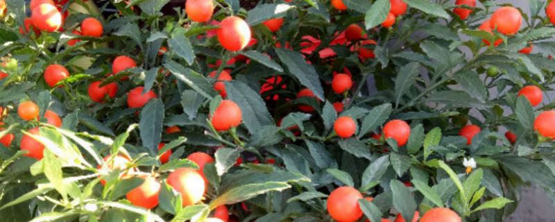 冬珊瑚什么时候播种，怎么播种