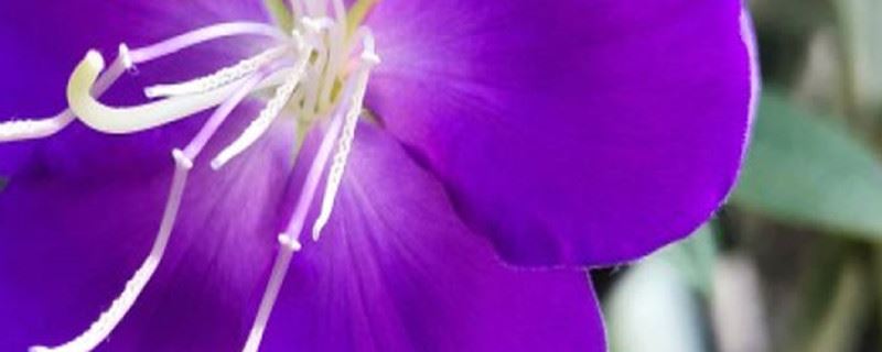 多花野牡丹掉叶子怎么办