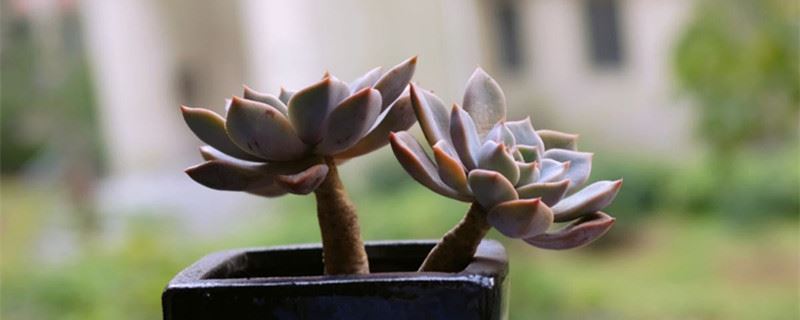 多肉的养殖方法和浇水