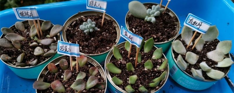 多肉叶片扦插方法，什么时候叶插