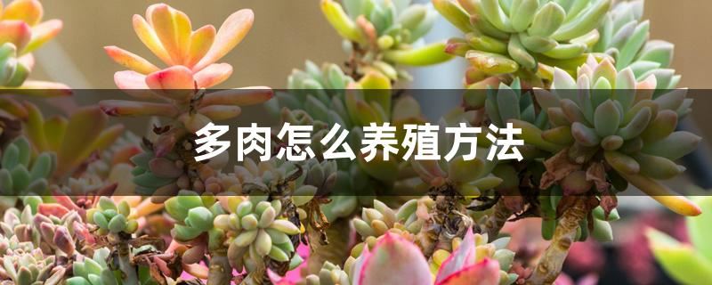 多肉怎么养殖方法