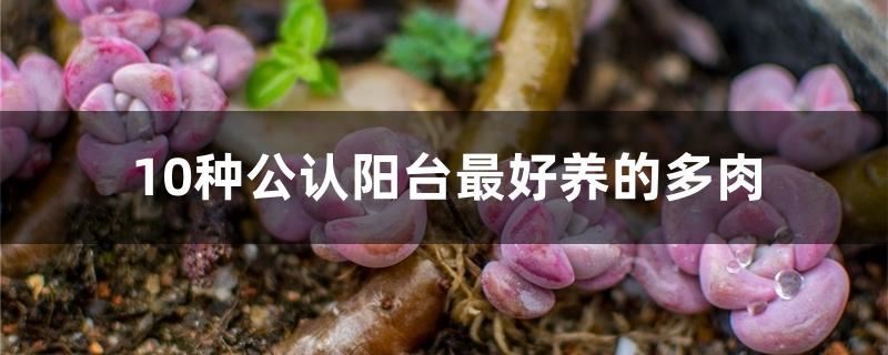 10种公认阳台最好养的多肉