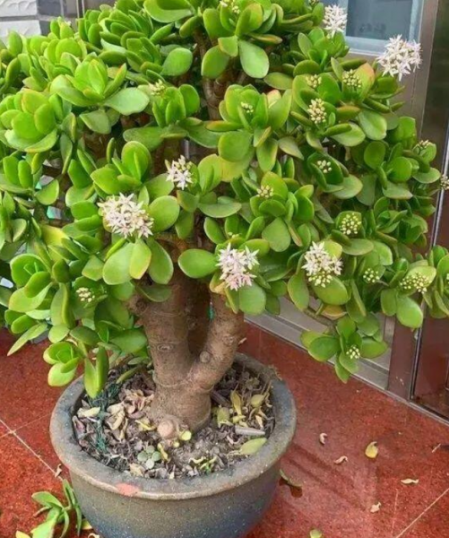 玉树喜阴还是喜阳 玉树的正确养护知识