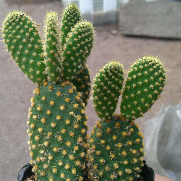 仙人掌怎么养才能长好 分享仙人掌的养护知识