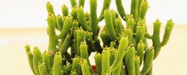 怎样养玉树才能长得快 玉树的养护小妙招