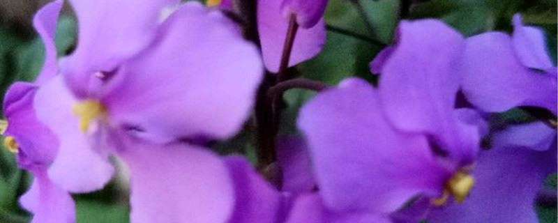 二月兰春季播种什么时候开花