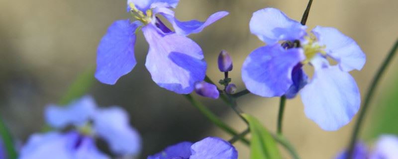 二月兰种子种植方法和时间