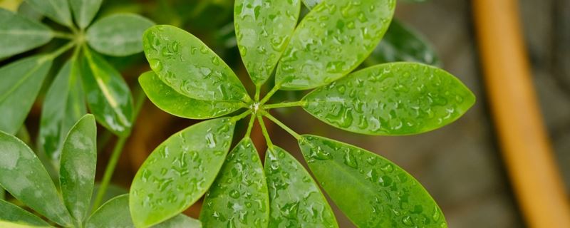 鹅掌柴怕冻吗，冬天怎么养