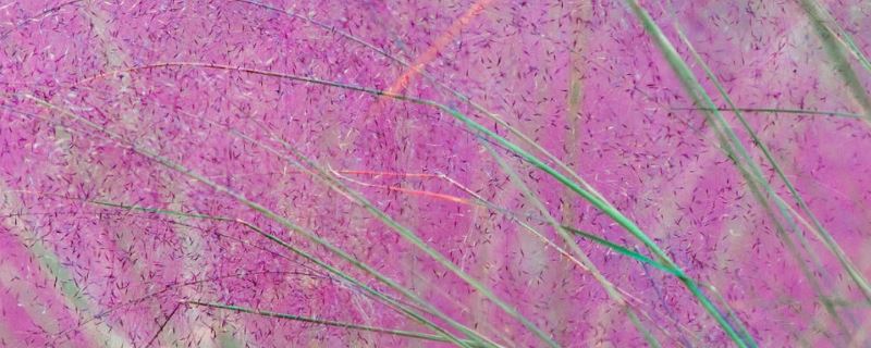 粉黛乱子草种子怎么种，种植方法和时间