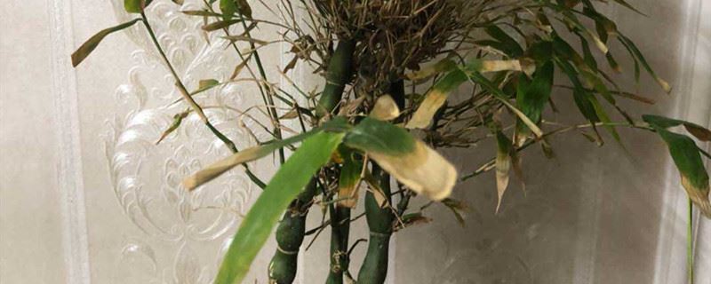 佛肚竹的繁殖方法