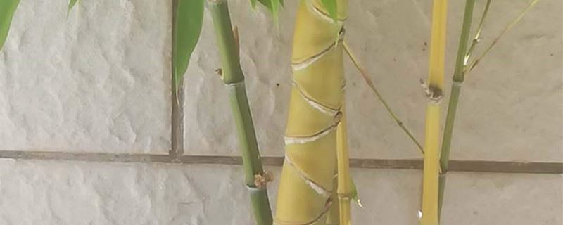 佛肚竹的叶子发黄发干怎么办