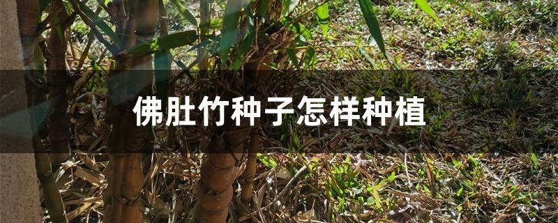 佛肚竹种子怎样种植