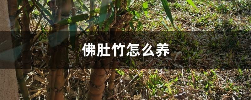 佛肚竹怎么养