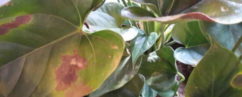 红掌叶子中间枯萎破洞是什么原因造成的