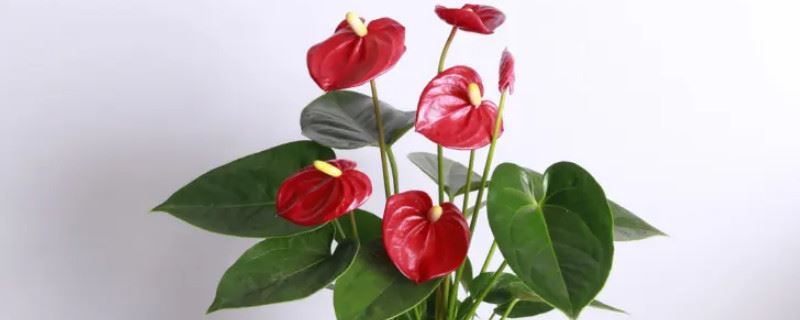 红掌的叶子枯萎像烧焦一样,怎么办