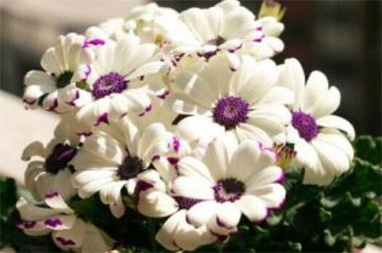 瓜叶菊种子是什么样子，细长状态像黑豆