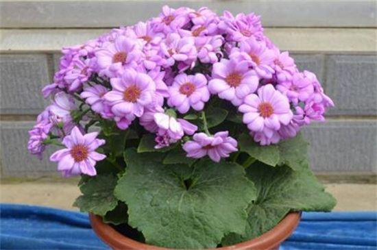 瓜叶菊开完花后怎么处理，取种修剪水肥治理